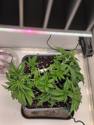 Growreport Bild 6