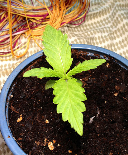 Grow26_0519_10