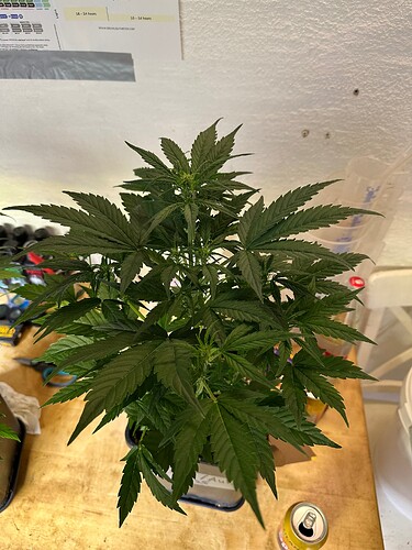 Growreport Bild 24