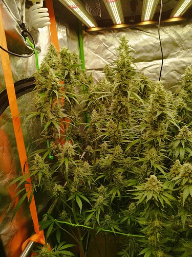 Mehrere blühende Cannabispflanzen in einem Growzelt unter LED-Beleuchtung.