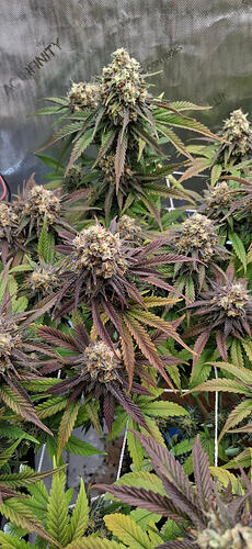 Growreport Bild 2
