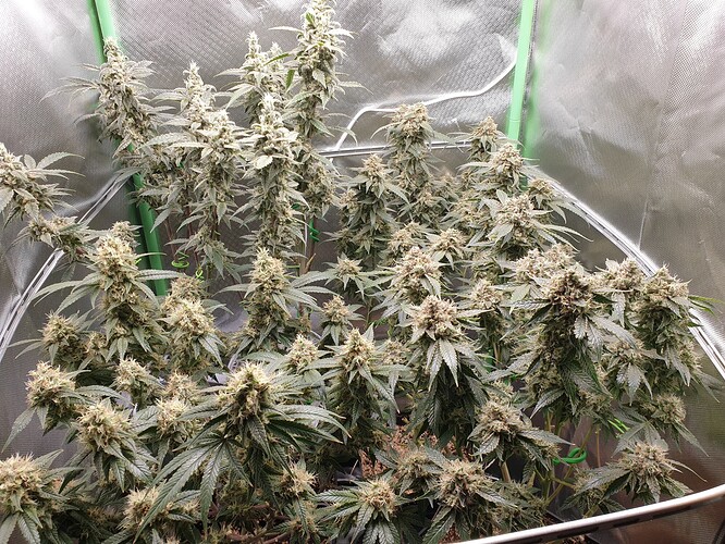 Growreport Bild 5
