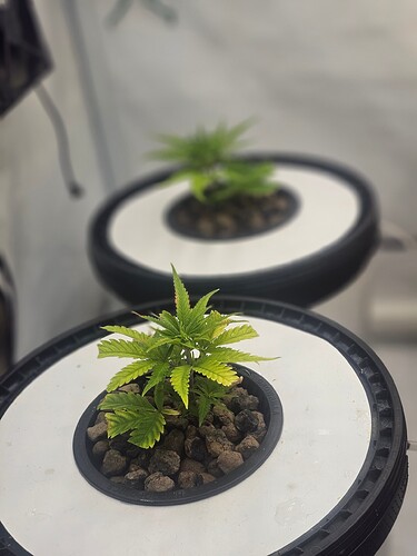 Growreport Bild 59