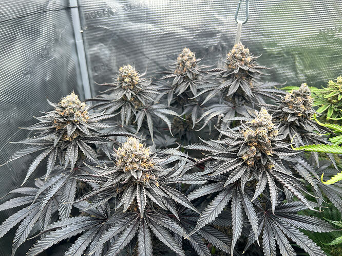Growreport Bild 27