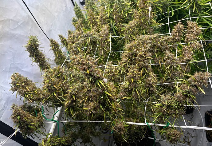 Growreport Bild 8