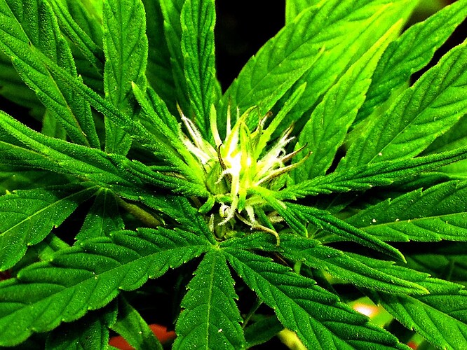 Growreport Bild 8