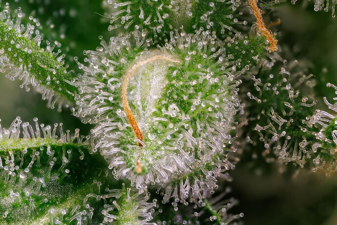 Growreport Bild 3