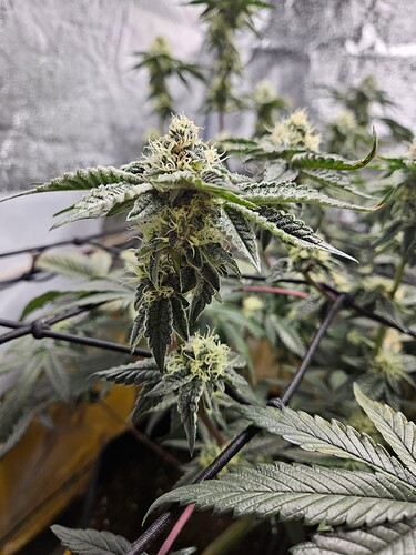 Growreport Bild 9