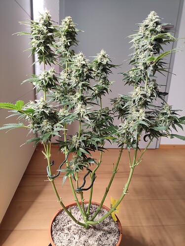Growreport Bild 38