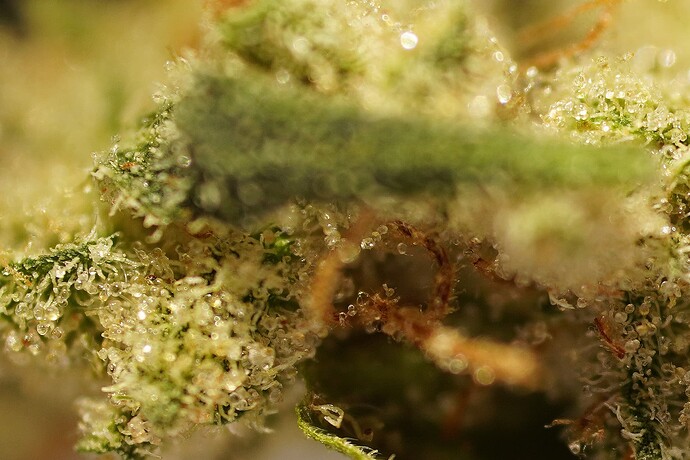 Growreport Bild 6