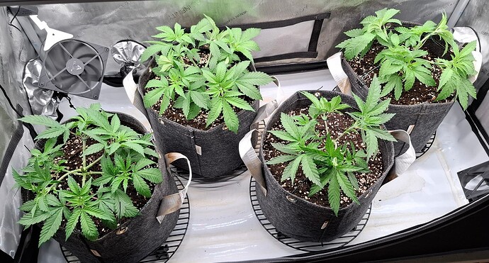 Growreport Bild 6