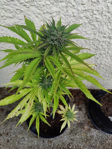 Growreport Bild 4