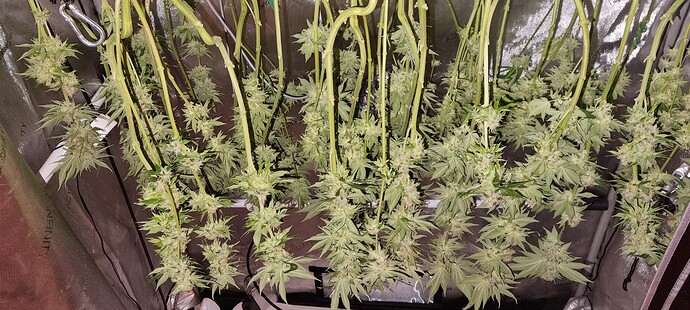 Growreport Bild 20