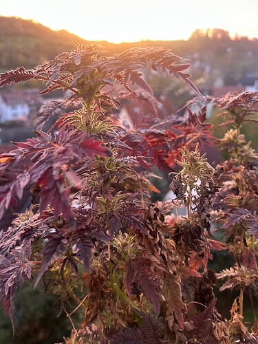 Growreport Bild 5