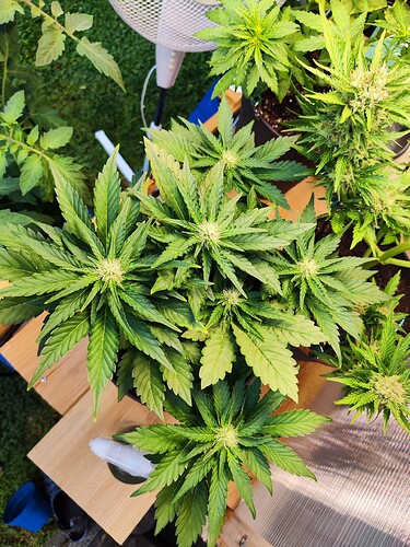 Growreport Bild 20