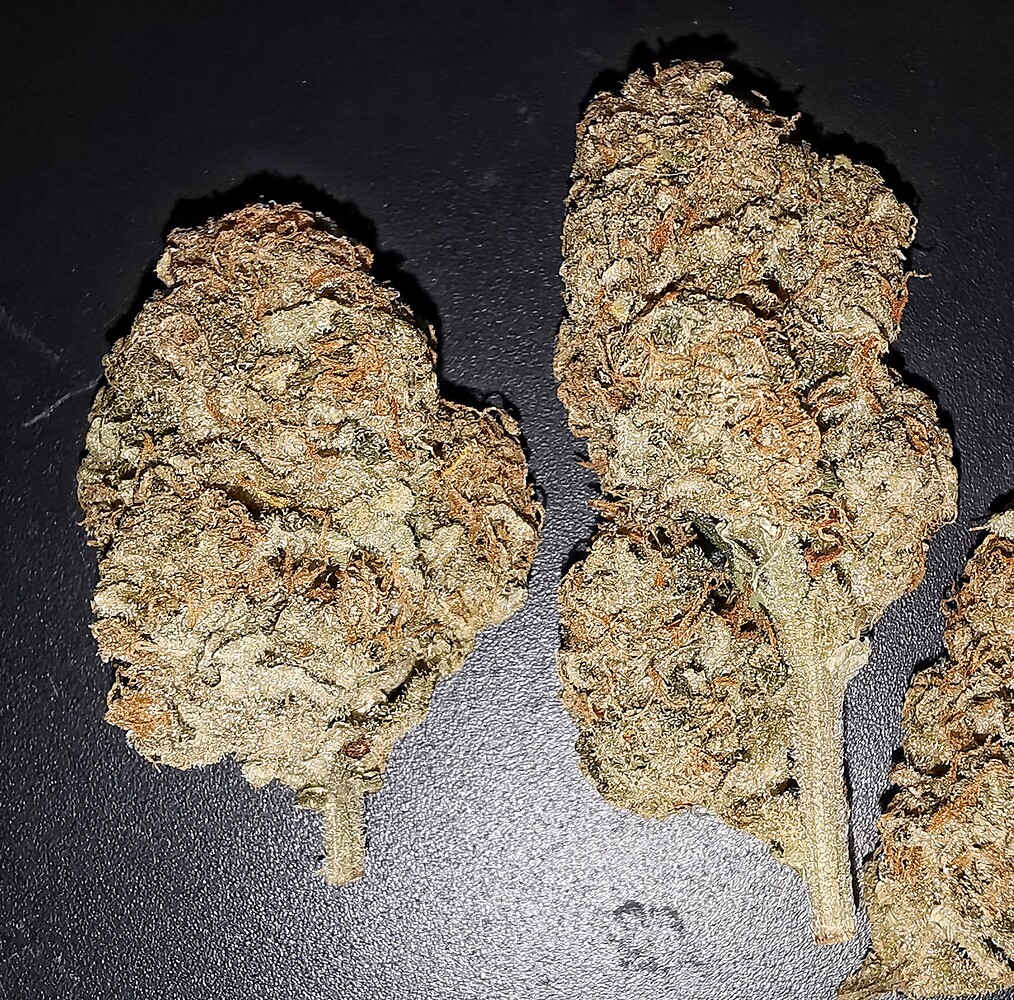 ERNTE**-Kurzfortsetzung mit Autos - / Beendet / Ernte - 2nd Grow - Nordic's BigBud Garden - 4x Sensi Seeds BigBud fem