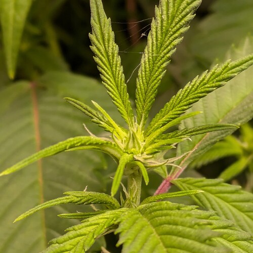 Growreport Bild 16