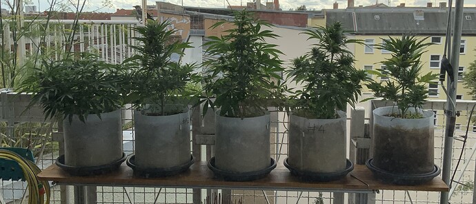 Growreport Bild 11