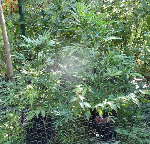 Blueberry