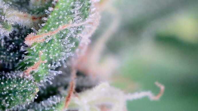 Growreport Bild 15