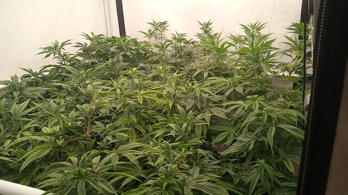 Growreport Bild 3