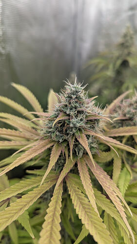 Nahaufnahme eines Cannabis-Buds mit violetten und grünen Farbtönen, umgeben von gelblich-grünen Blättern. Im Hintergrund ist eine weitere Pflanze unscharf zu sehen.