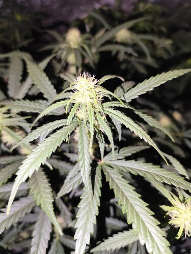 Growreport Bild 4