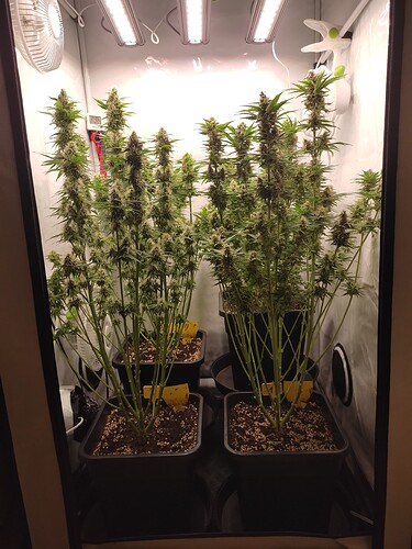 Growreport Bild 42
