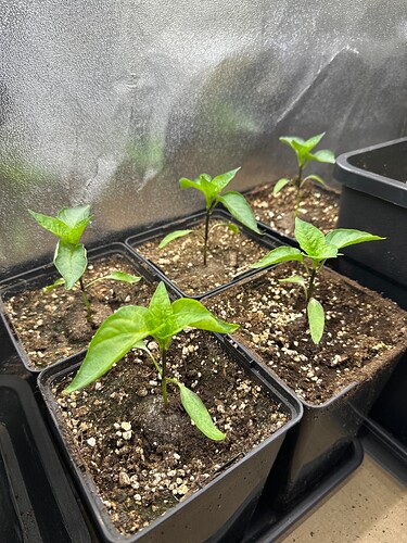 Growreport Bild 34