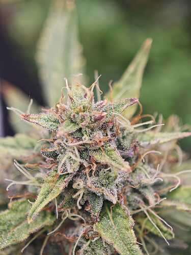 Growreport Bild 2
