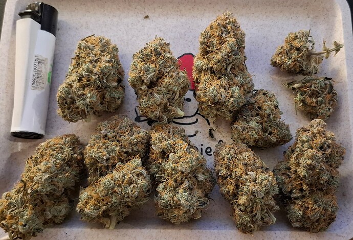 [Ende] Vorbereitungs-Grow für den Auto-Cycle mit Orange Bud Auto LST ohne Topping