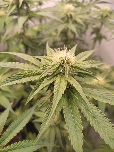 Growreport Bild 13