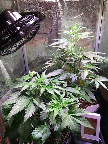 Growreport Bild 1