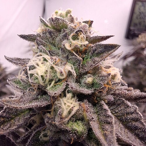 480638103_122169925460293599_6516387415306284998_n