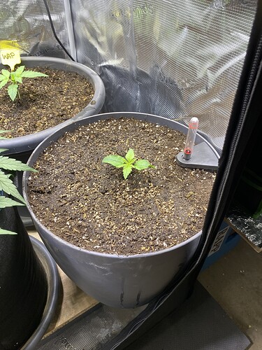 Growreport Bild 34