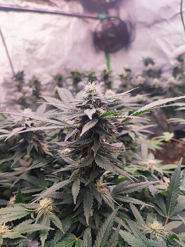 Growreport Bild 29