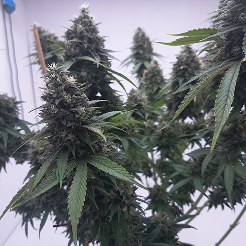 Growreport Bild 4