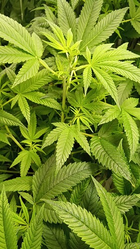 Growreport Bild 13