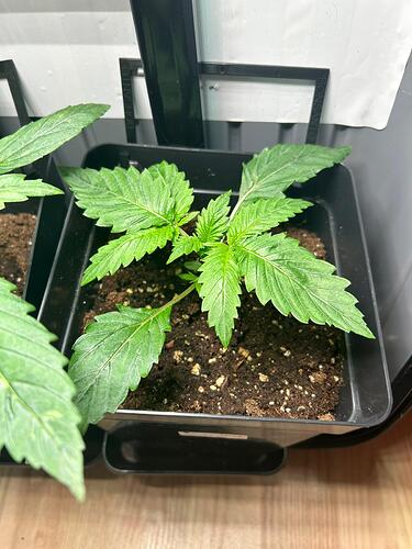 Growreport Bild 2