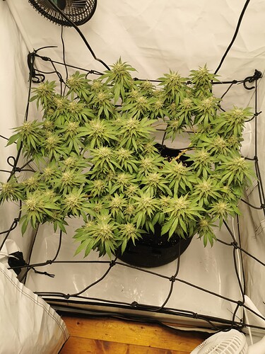 Growreport Bild 14
