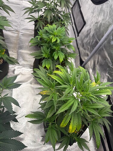 rechts Cannalopa, mitte Ak47