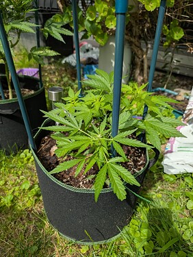 Growreport Bild 9
