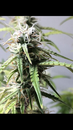 Growreport Bild 23
