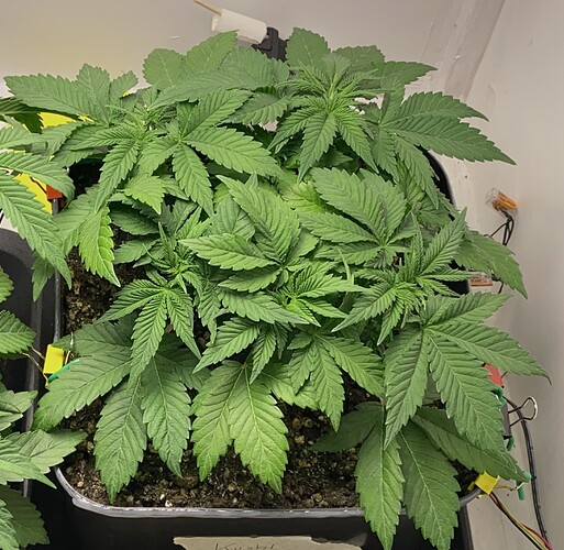 Growreport Bild 17