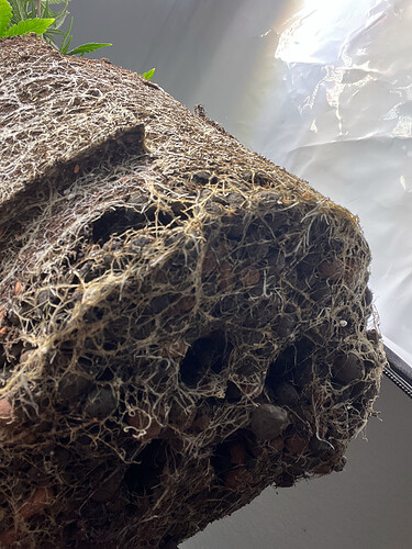 Growreport Bild 33