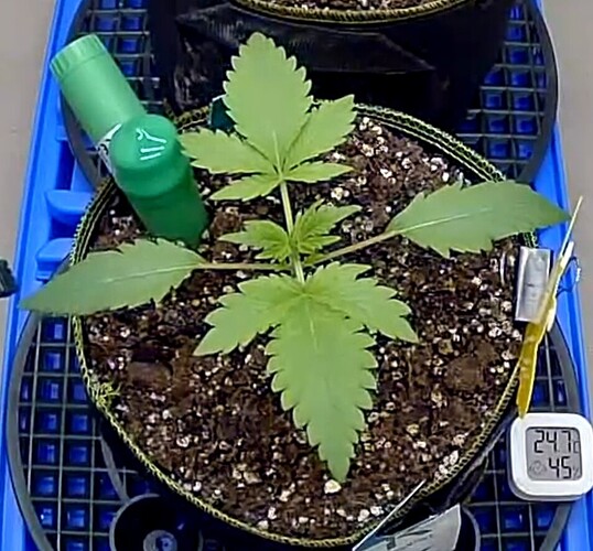 Growreport Bild 11