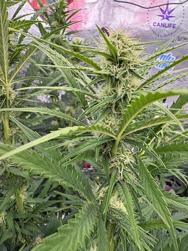 Growreport Bild 16