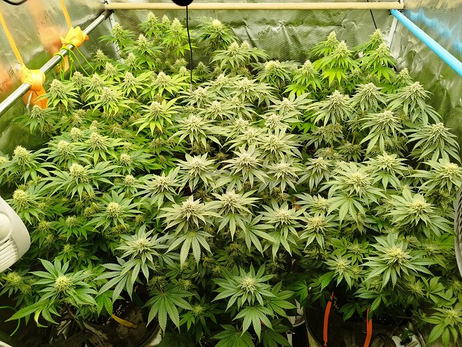Growreport Bild 1