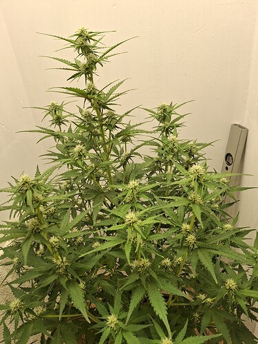 Growreport Bild 110