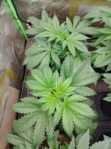 Amnesia Haze